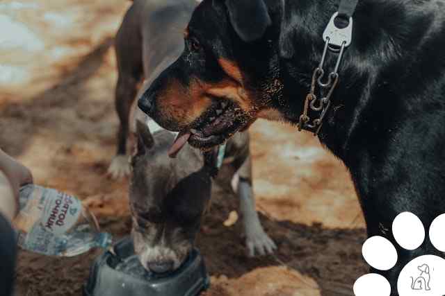 Como cuidar do cachorro no calor