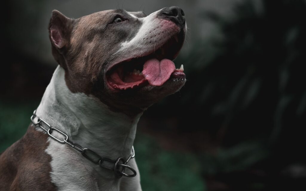 American Staffordshire Terrier