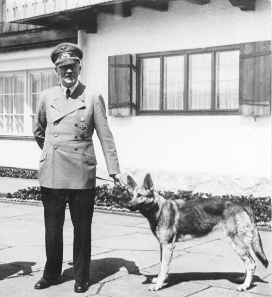Pastor Alemão: tudo sobre a raça do primeiro cachorro da família de Freud