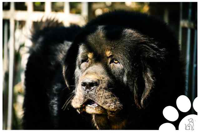 raça de Cachorro manso