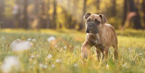 Boxer