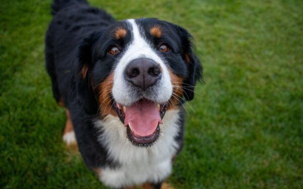 bernese mountain dog