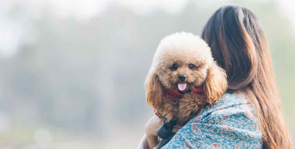 cachorros para o signo de Virgem