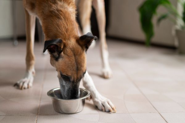 cachorro pode tomar chá