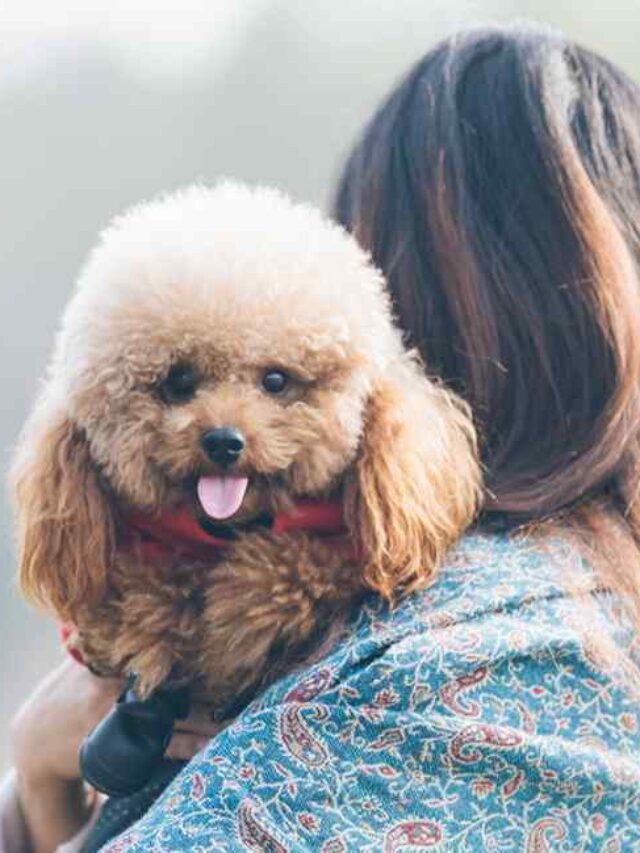 cachorros para o signo de virgem