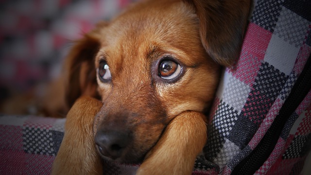 nomes fofos para cachorras fêmeas