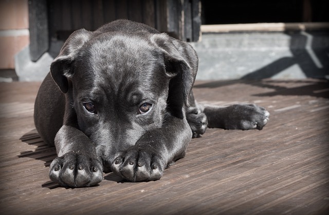 nomes fofos para cachorras fêmeas