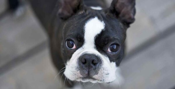 Boston Terrier