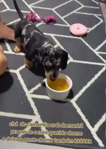 Cachorro pode tomar ch Descubra se esse tipo de bebida