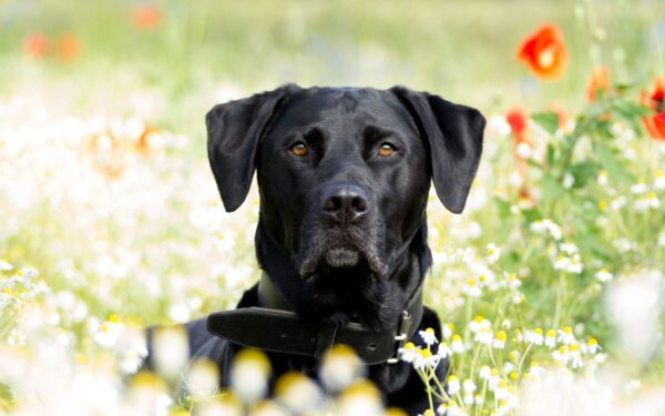 labrador retriever