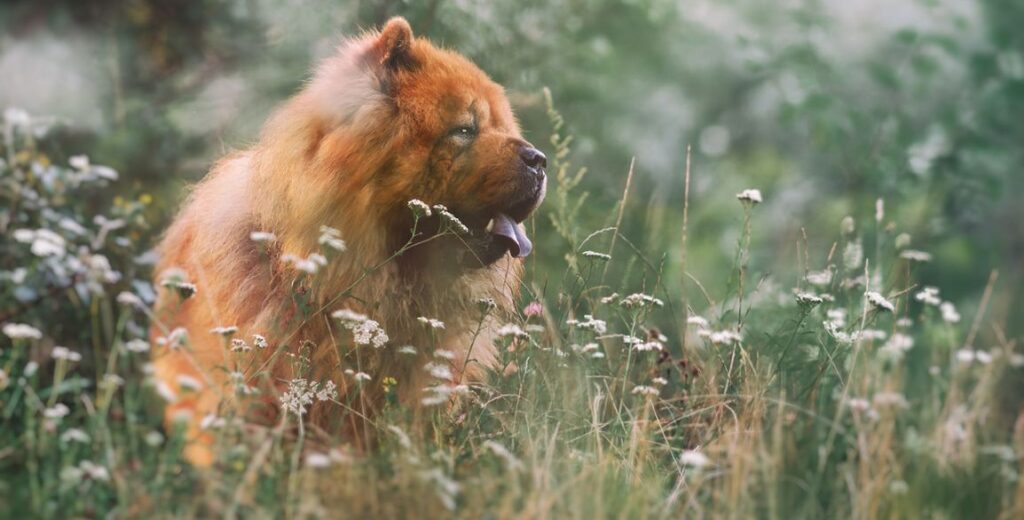 Chow Chow: conheça essa raça de cachorro que encantou Freud