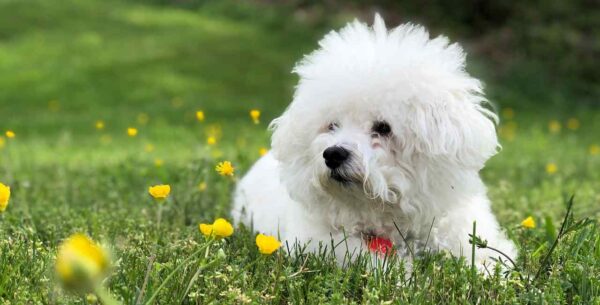 Bichon Frisé