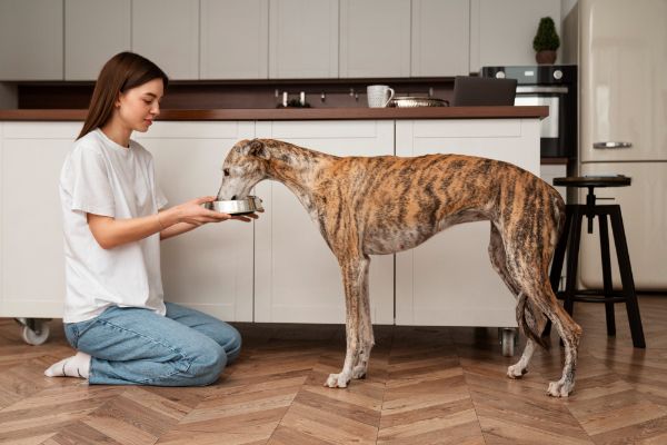 Cachorro pode tomar ch Descubra se esse tipo de bebida