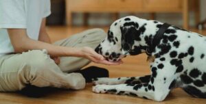 Alimentação para cachorro