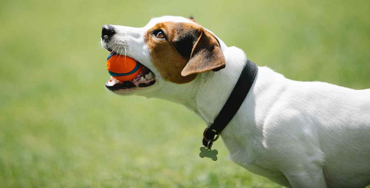 orelhas dos cães