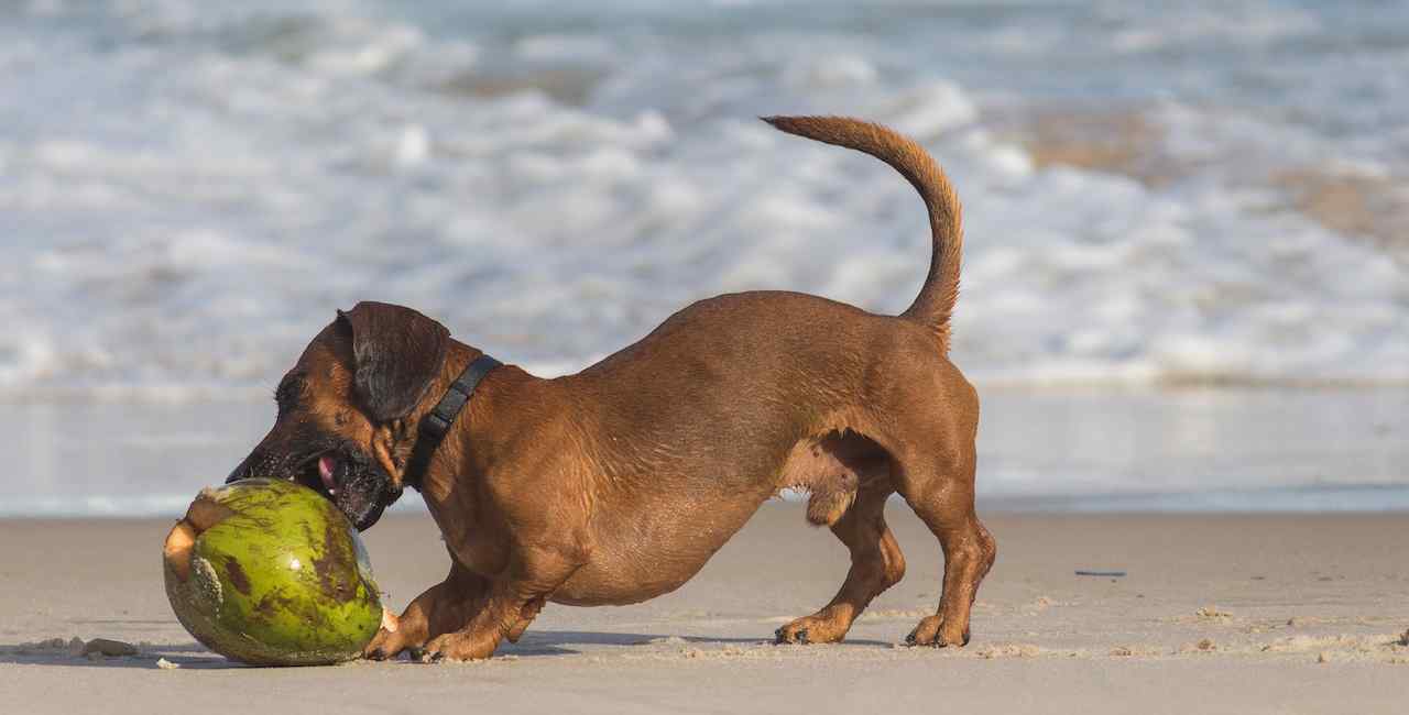 Dieta balanceada canina