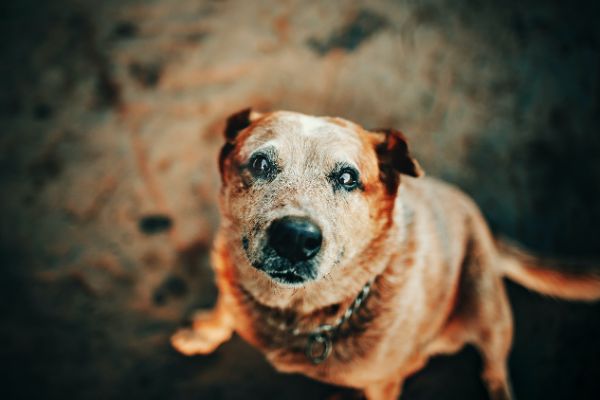 Fases da vida de um cachorro