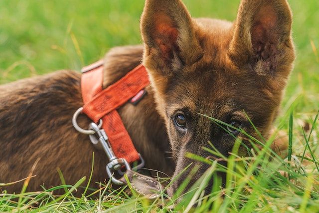 Pastor Alemão: tudo sobre a raça do primeiro cachorro da família de Freud