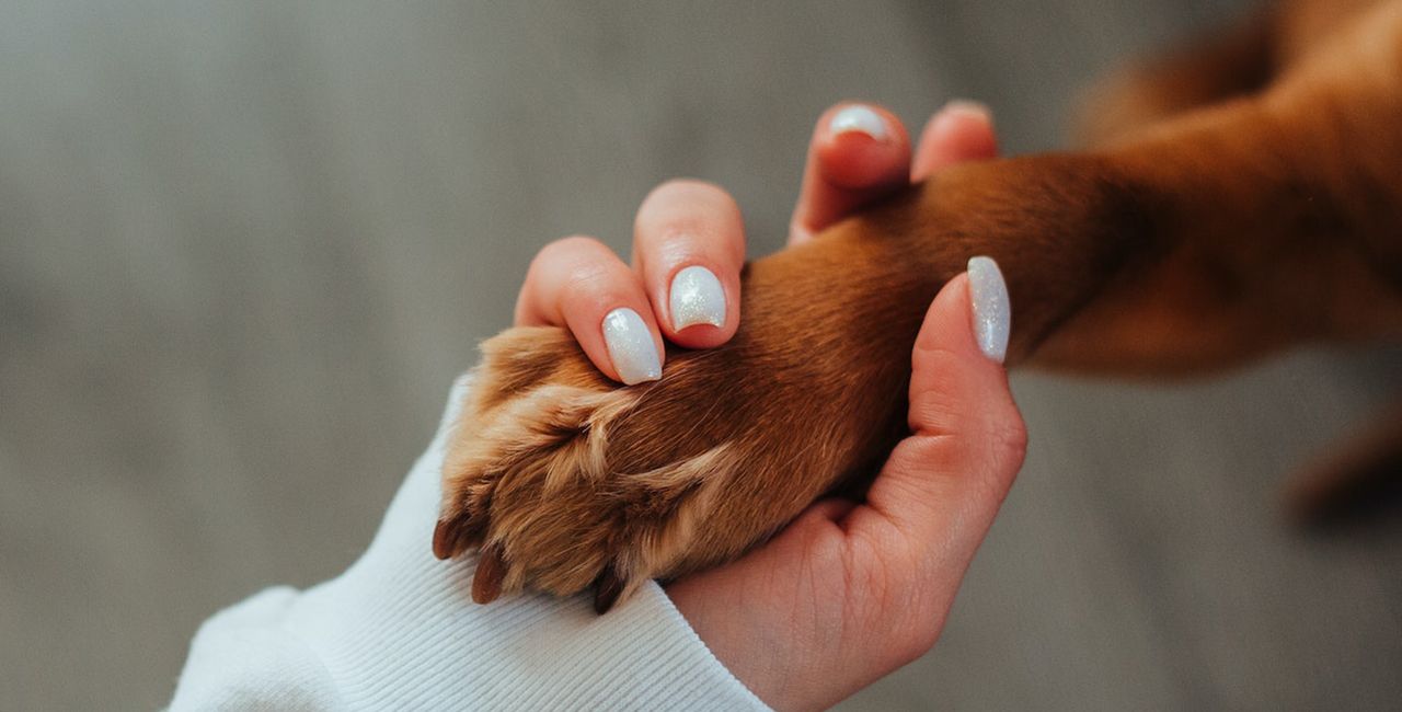 fases da vida de um cachorro