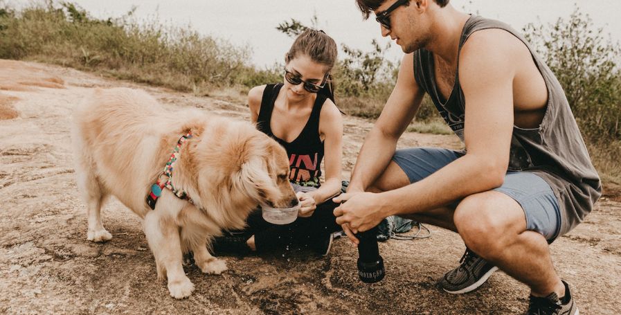 Cachorro pode tomar chá