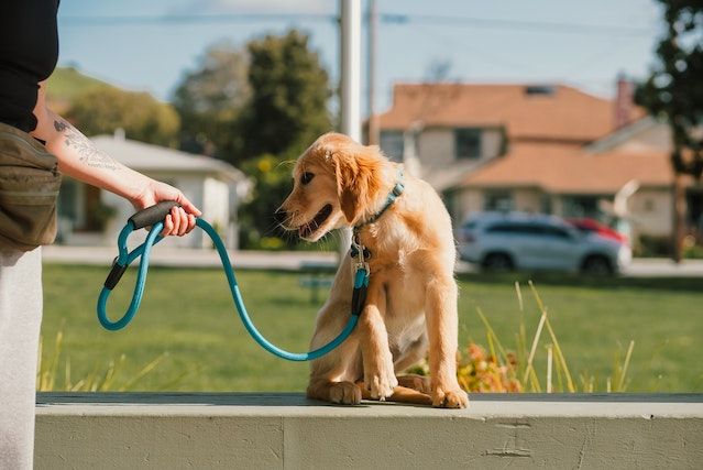 Fases da vida de um cachorro