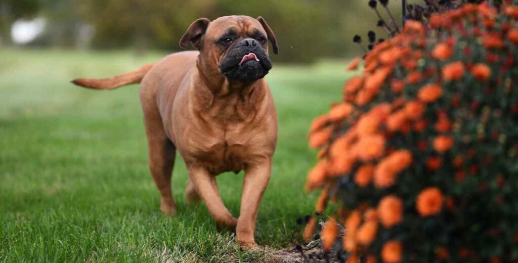 Bullmastiff