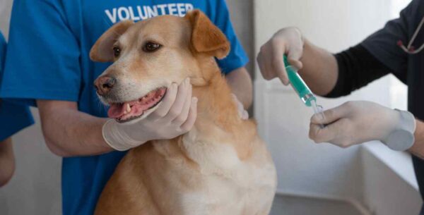 Vacinação canina