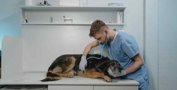 check-up veterinário