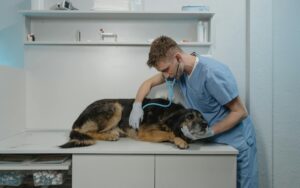 raiva canina