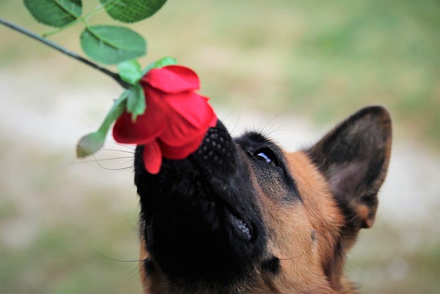 nomes fofos para cachorras fêmeas