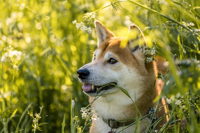 nomes fofos para cachorras fêmeas