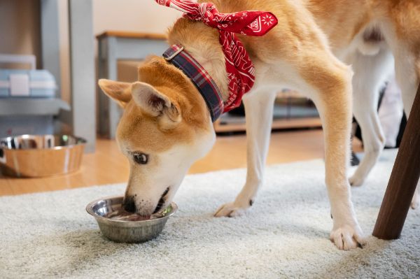 cachorro pode tomar chá