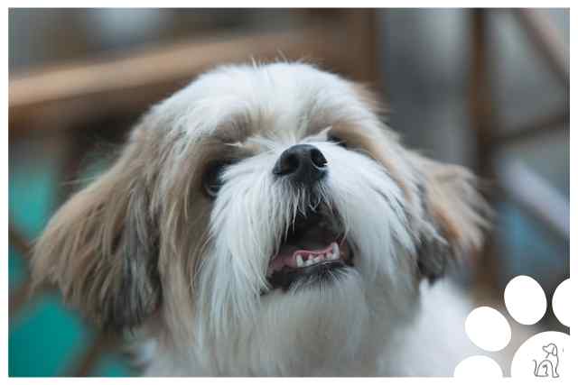 raça de Cachorro manso