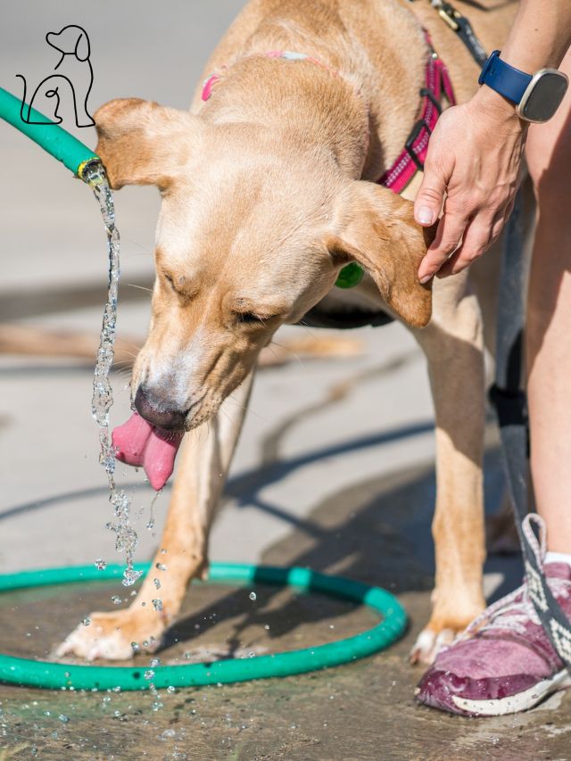 Como cuidar do cachorro no calor