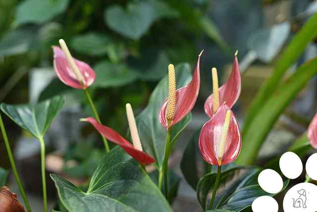 plantas venenosas para cachorros