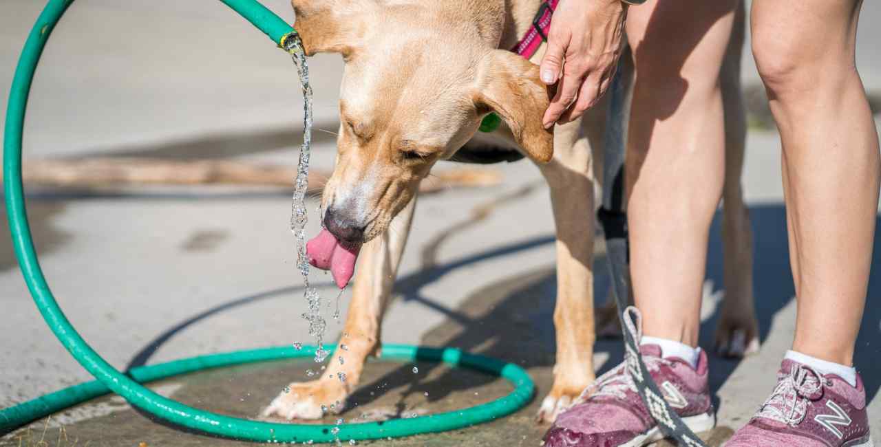 cuidar do cachorro no calor