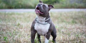 nomes fortes para cachorros masculinos