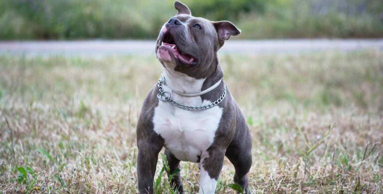 nomes fortes para cachorros masculinos