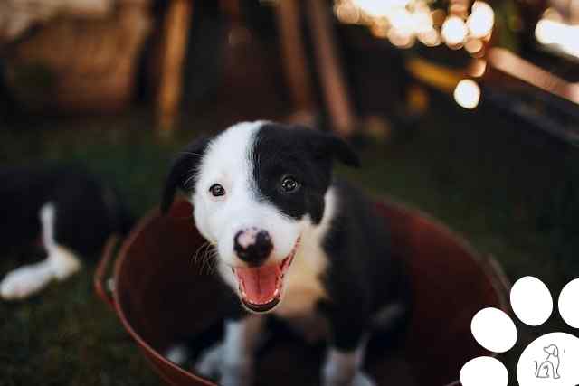 border collie