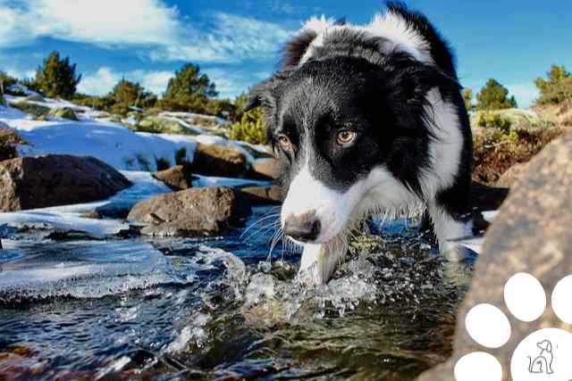 border collie