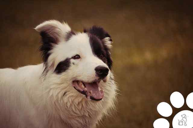 border collie