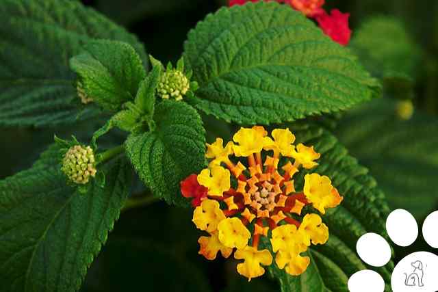 plantas venenosas para cachorros