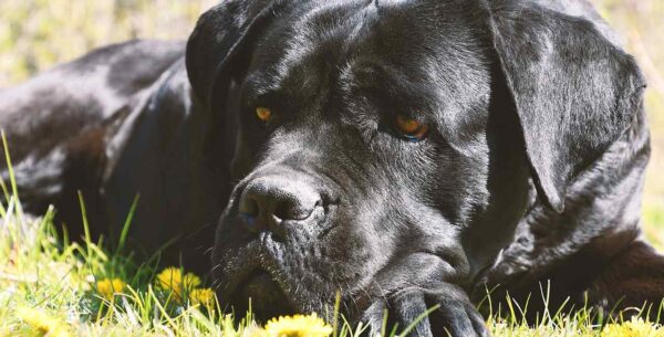 cane corso