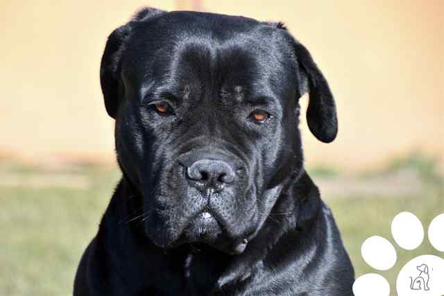 cane corso