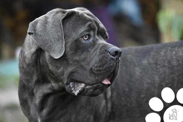 cane corso