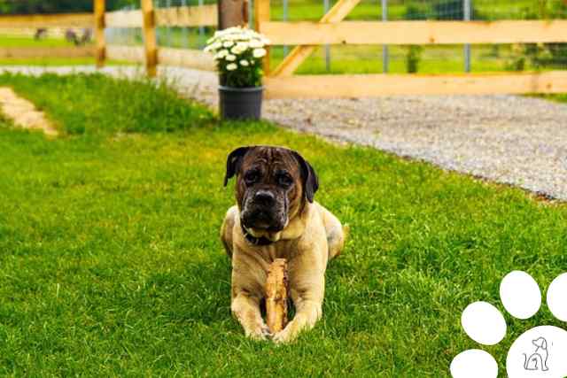 cane corso