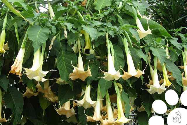 plantas venenosas para cachorros