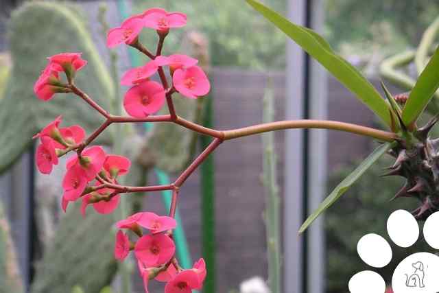 plantas venenosas para cachorros