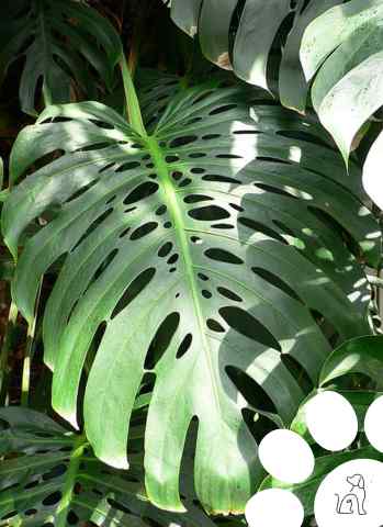 plantas venenosas para cachorros