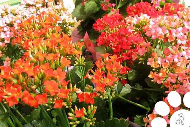 plantas venenosas para cachorros